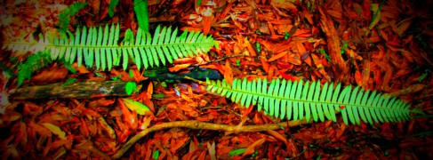 fern leaves on the forest floor
