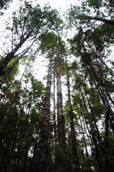 Rickers - young kauri trees towering looking upwards to the sky