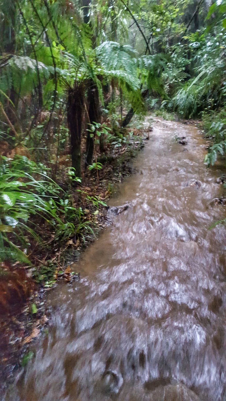 water flowing down a trail in the bush